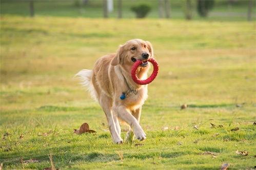 一个狗狗最新爆料视频在线观看,揭秘宠物界的秘密生活  第1张